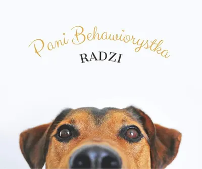Psi Behawiorysta